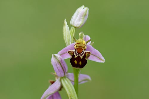 Ophrys apifera img_01847
