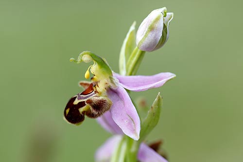 Ophrys apifera img_01850