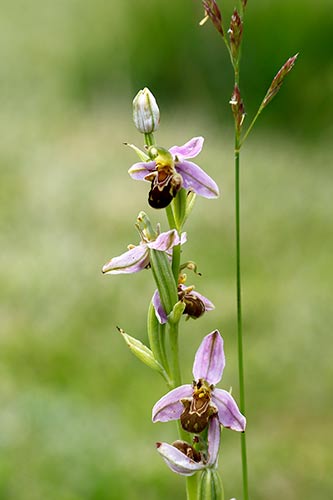 Ophrys apifera img_01854