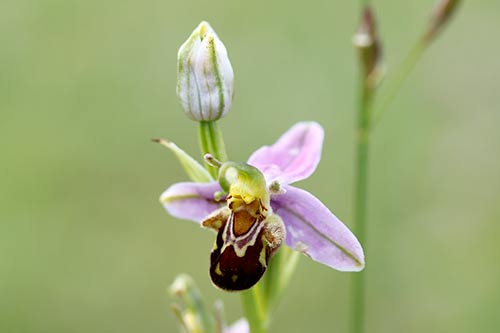 Ophrys apifera img_01857