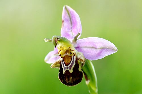 Ophrys apifera img_01859