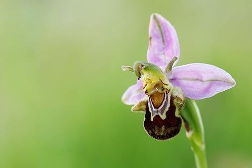 Ophrys apifera img_01860