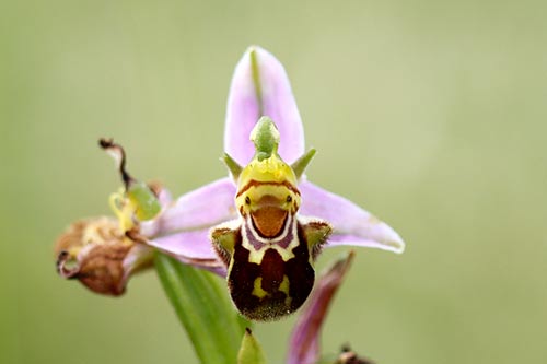 Ophrys apifera img_01861