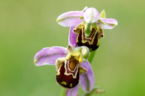 Ophrys apifera img_01865