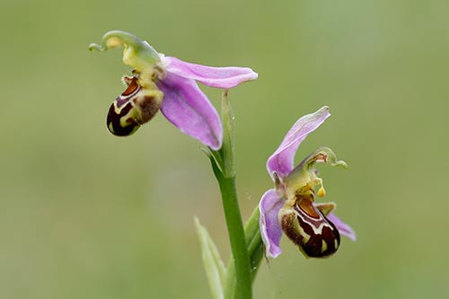 Ophrys apifera img_01868
