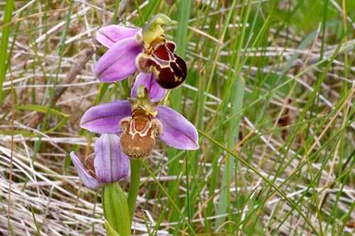Ophrys apifera img_02128