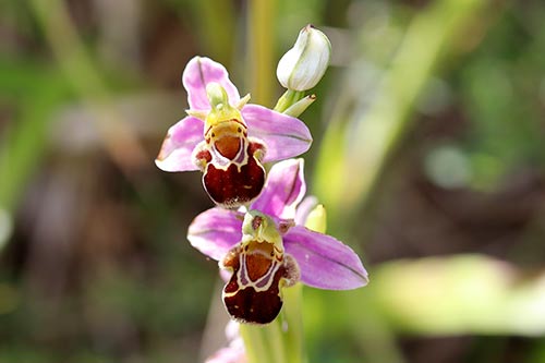 Ophrys apifera img_02192