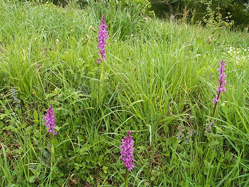 Orchis mascula pict2882