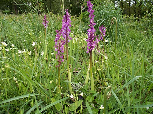 Orchis mascula pict2884