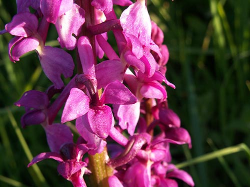 Orchis mascula pict3020