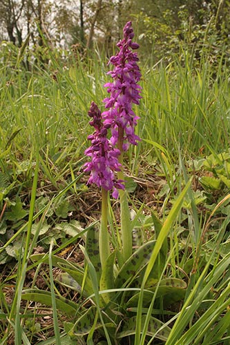 Orchis mascula img_01316