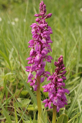 Orchis mascula img_01317