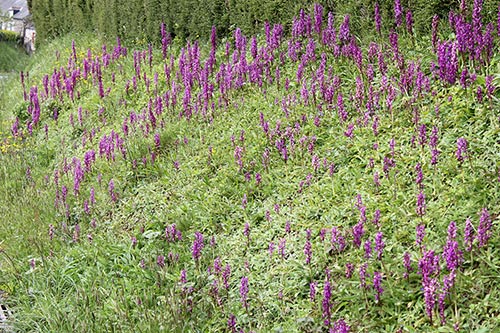 Orchis mascula img_03206