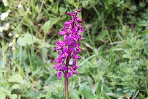 Orchis mascula img_03215
