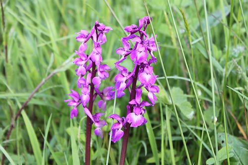 Orchis mascula img_03265