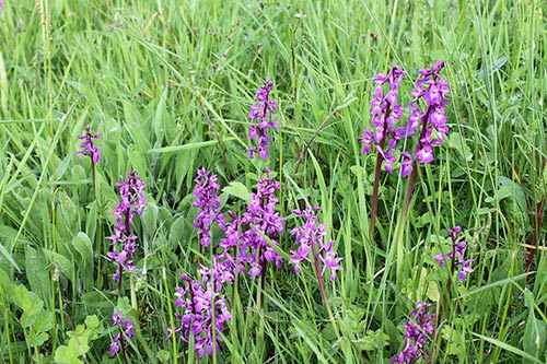 Orchis mascula img_03266