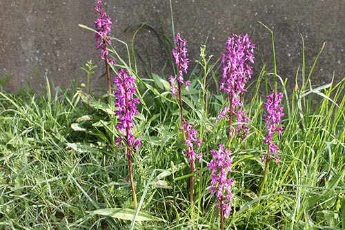 Orchis mascula img_01166