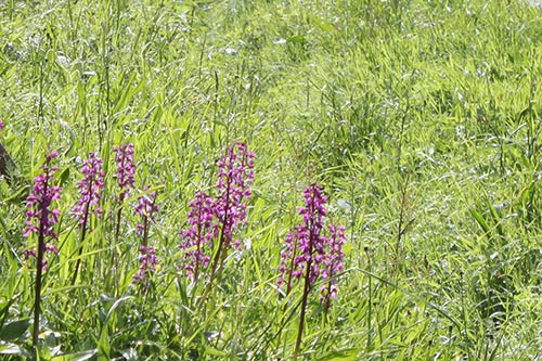 Orchis mascula img_01167