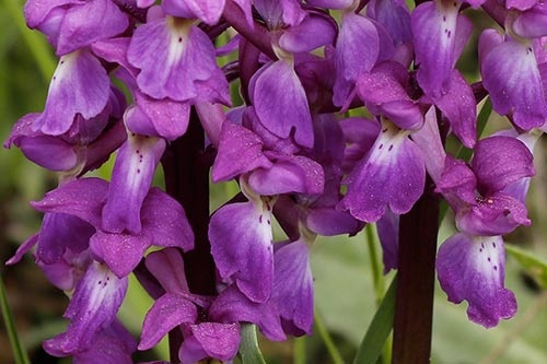 Orchis mascula img_00386a