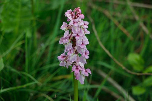 Orchis mascula img_00396