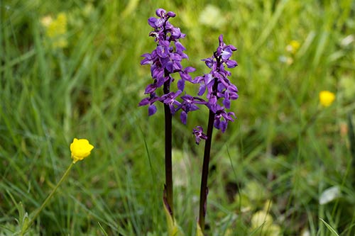 Orchis mascula img_00561