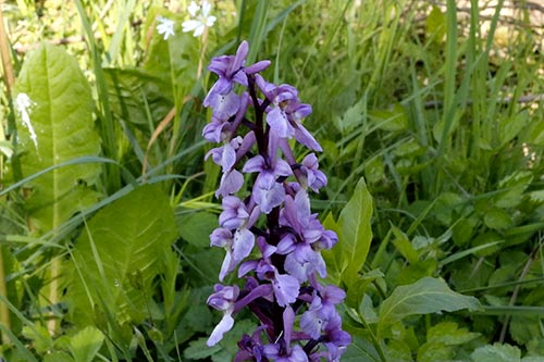 Orchis mascula img_00572