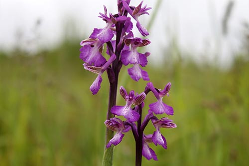 Orchis morio img_03864