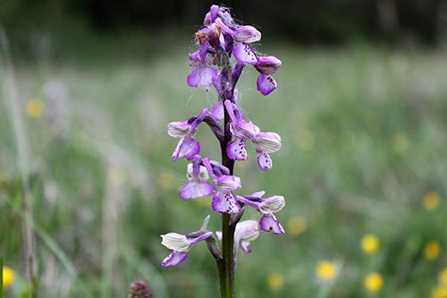 Orchis morio img_03891