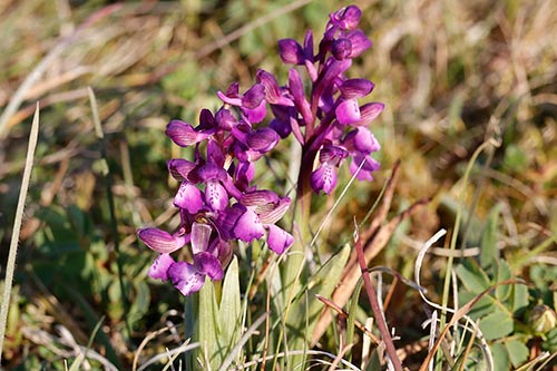Orchis morio img_00620