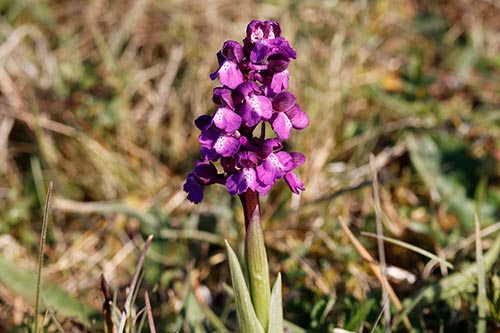 Orchis morio img_00626