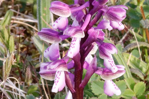 Orchis morio img_00707