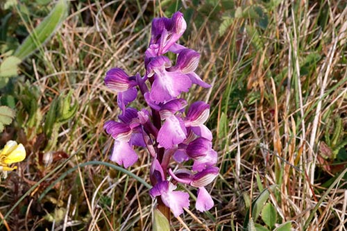 Orchis morio img_00710