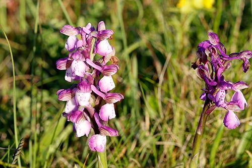 Orchis morio img_00965