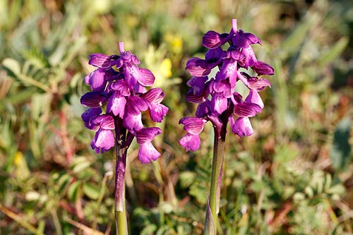Orchis morio img_00969