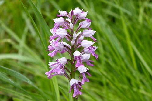 Orchis militaris img_09426
