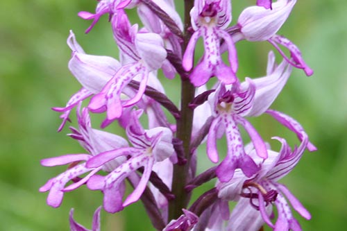 Orchis militaris img_09429