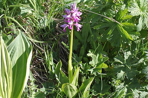 Orchis militaris img_09742