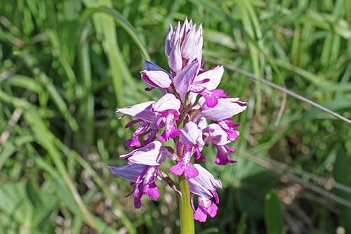 Orchis militaris img_09744