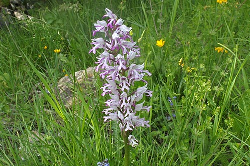 Orchis militaris img_00071