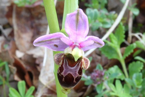 Ophrys img_01643a