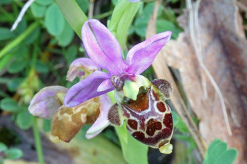 Ophrys img_01646