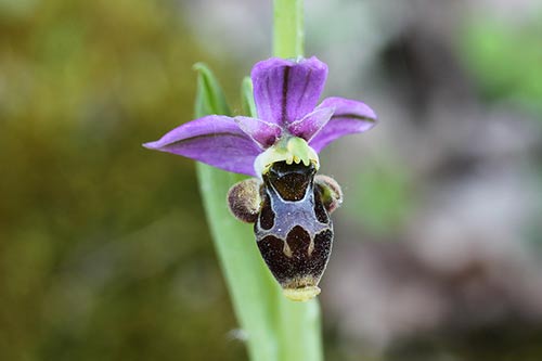 Ophrys img_02016
