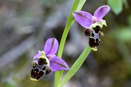 Ophrys img_02018