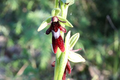 Ophrys img_02310