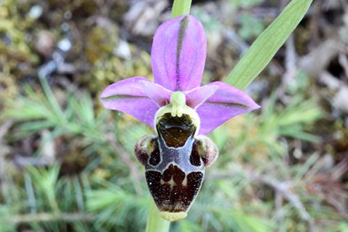 Ophrys img_02335