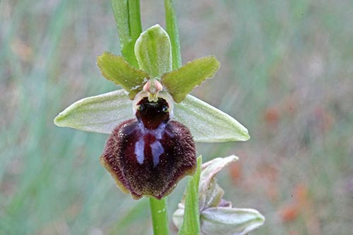 Ophrys img_03736