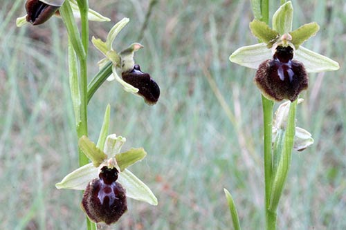 Ophrys img_03737