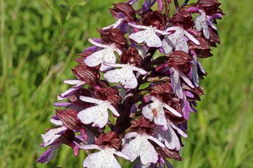 Orchis purpurea img_03405