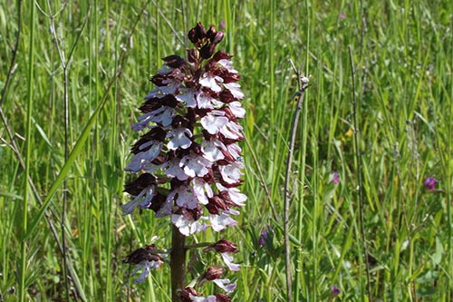 Orchis purpurea img_03451