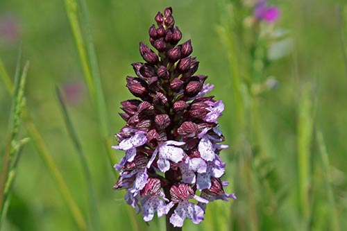 Orchis purpurea img_09011